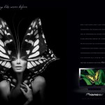 pioneer-butterfly-small-28744